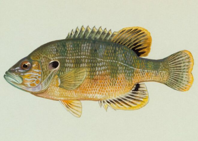 Green Sunfish: A Beginner-Friendly Guide to Understanding, Identifying, and Caring for Green Sunfish