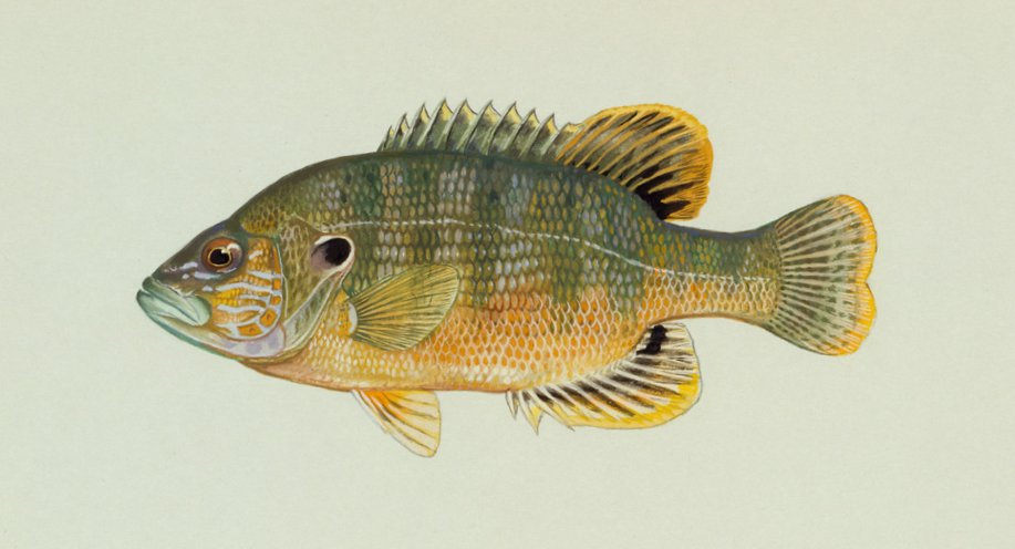 Green Sunfish: A Beginner-Friendly Guide to Understanding, Identifying, and Caring for Green Sunfish