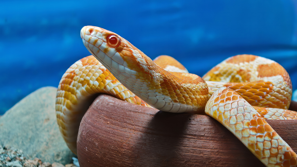 corn snake