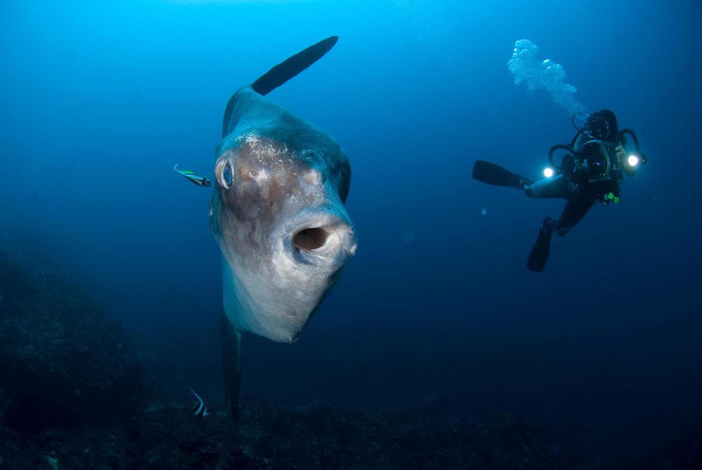 sunfish sunfish