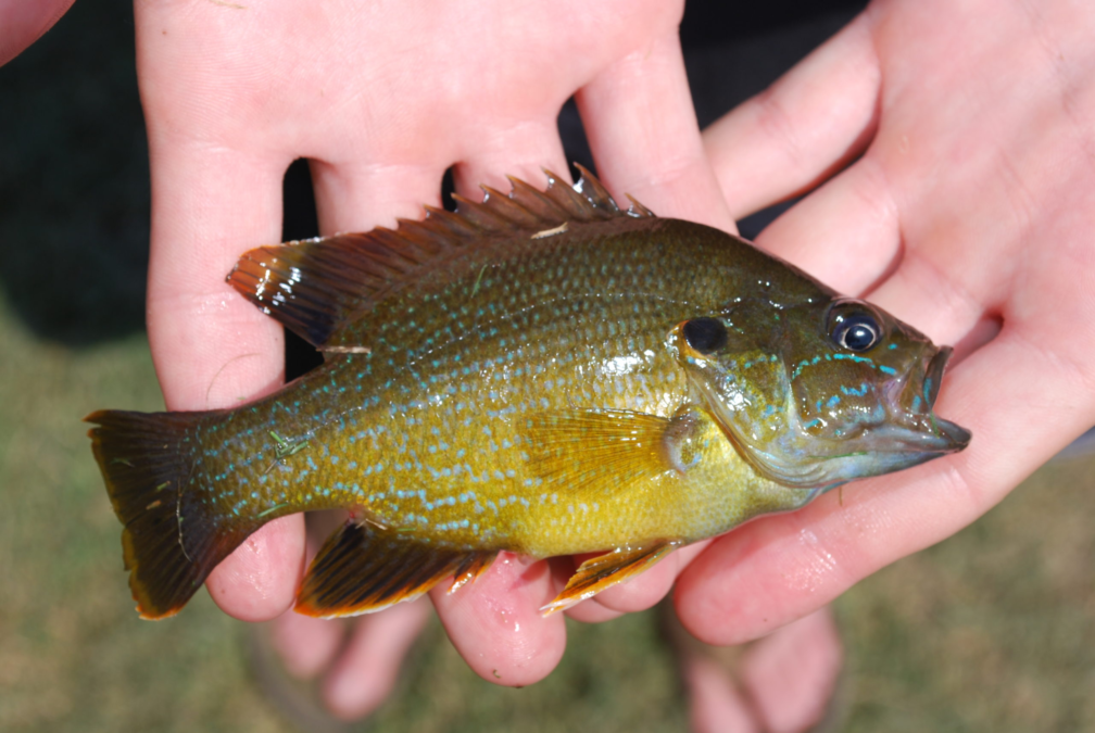 green sunfish