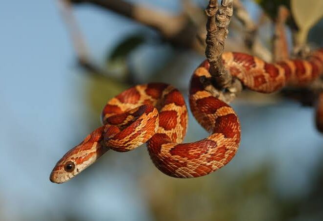 Corn Snake: A Complete Beginner’s Guide to Caring for This Friendly Pet Snake