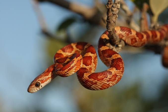Corn Snake: A Complete Beginner’s Guide to Caring for This Friendly Pet Snake