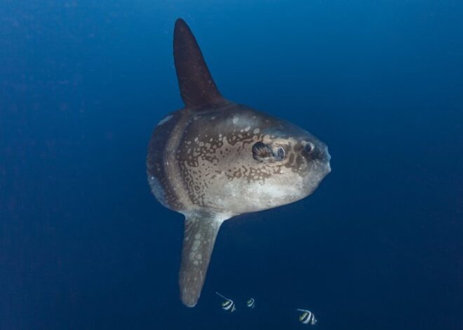 Sunfish: A Beginner-Friendly Guide to Understanding the World’s Most Fascinating Ocean Giant