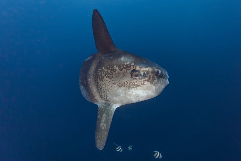 sunfish Sunfish: A Beginner-Friendly Guide to Understanding the World’s Most Fascinating Ocean Giant